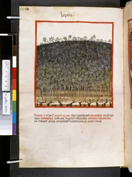 Theatrum sanitatis af Ububchasym de Baldach: 