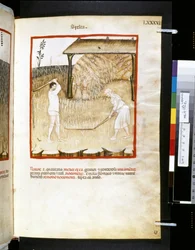 Theatrum sanitatis af Ububchasym de Baldach: 
