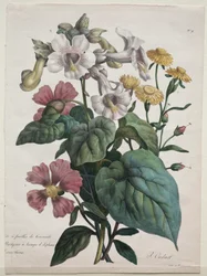 Naturhistorielektion, der indeholder dyrerigets vigtigste arter, klassificeret metodisk: Martynia eller Unicorn Plant