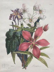 Naturhistorisk kursus, der indeholder dyrerigets vigtigste arter, klassificeret metodisk: Iris, afrikansk hamp og Ketmia