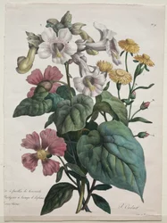 Kursus i Naturhistorie, indeholdende dyrerigets vigtigste arter..., 1825.