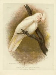 Blodplettet kakadue, 1891