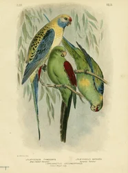Blåbrynet parakit, 1891