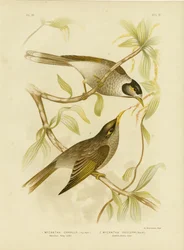 Hønsehornsfugl eller støjende minearbejder, 1891