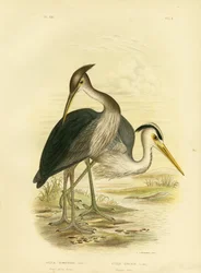 Stornæbbehejre eller mørkegrå hejre, 1891