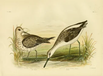 Store Sandpiper, 1891
