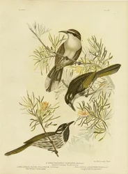 Langnæbbet honningæder, 1891