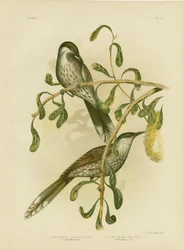 Lumuleret Wattlebird Eller Lille Wattlebird, 1891