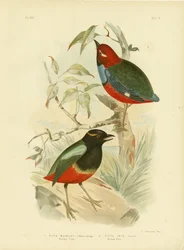 Macklots pitta, 1891