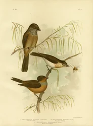 Olivenagtig Thickhead eller Olive Whistler, 1891