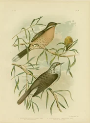 Honningæder med spiny-kind, 1891