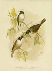 Stærknæbbet honningæble, 1891