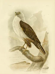 Hvidbarmet havørn, 1891