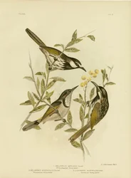 Hvidkindet honningæble, 1891