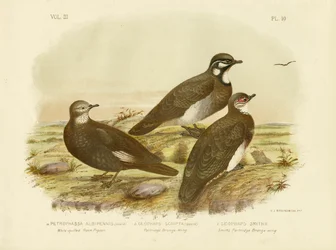 Hvidflettet klippedue, 1891