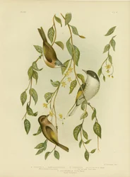 Hvidstrubet honningæder, 1891
