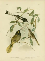 Gulansigtet honningæder, 1891
