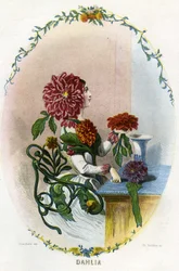Illustration til 