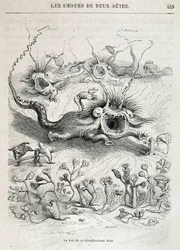 Les amours de deux beêtes (stejl jagt af monstre) - i "" Dyr malet af dem selv: dyrenes private og offentlige liv"" af Grandville, kapitel af Honoré de Balzac, red. Hetzel