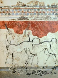 Antiloper, fresko fra Akrotiri, Thera, i dag Santorini, Grækenland, minoisk civilisation