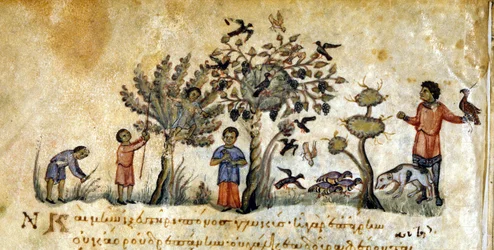 Jagt med falke for at fange fugle - i "" De Venatione"" af Oppianus, græsk manuskript fra det 13. århundrede. Biblioteca Marciana. Venedig