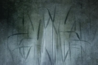 Abstrakt hvedemark