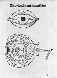 Studie af det menneskelige øje. Anatomisk tavle fra "The Philosophical Daisy" af Gregor Reisch (1467-1525), Bale