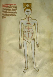 Anatomi og kirurgiske tavler: lokalisering af mandlige organer. I ""Liber notables Philippi den syvende konge af frankerne, uddrag fra Galiens bøger""" af Gui de Pavia omkring 1345. Chantilly, Musee Conde