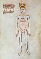Kirurgi: repræsentation af den menneskelige krop. Miniature i ""Liber notables Philippi, frankernes syvende konge, uddrag fra Galiens bøger"" skrevet af Gui (Guy) af Pavia