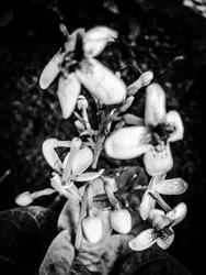 Blomst nr. 38, 2025 (foto)