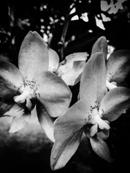 Blomst nr. 3, 2025 (foto)
