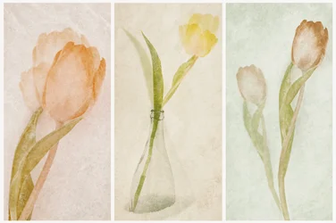 Akvarel-triptik med tulipaner