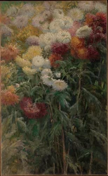 Krysantemum i haven i Petit-Gennevilliers