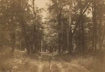 Bas-Bréau, skoven ved Fontainebleau,1849-1852 (foto)
