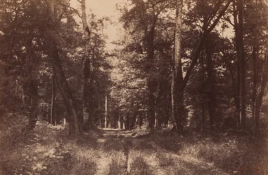 Bas-Breau, skoven ved Fontainebleau,1852 (foto)