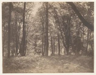La forêt de Fontainebleau (Skoven ved Fontainebleau)