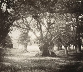Træ, Fontainebleau-skoven