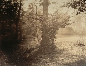 Træstudie, Forest of Fontainebleau, ca. 1856.