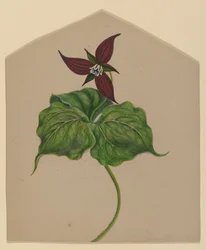 Bourgogne rød blomst