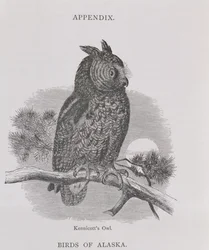 Kennicotts Owl, fra Alaska og dets ressourcer, af William H. Dall, indgraveret af H. H. Nicholls, pub. 1870