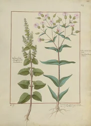 Fru Fr. Fv VI #1 fol.148r Illustration fra Book of Simple Medicines af Mattheaus Platearius (d.c.1161) c.1470