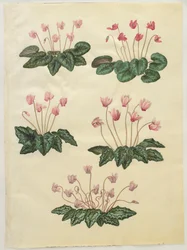 Cyclamen purprascens fra albummet Gottorfer Codex, ca. 1650 (gouache på pergament)