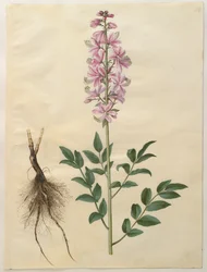 Dictamnus albus fra albummet Gottorfer Codex, ca. 1650 (gouache på pergament)