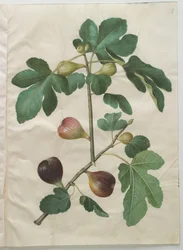 Ficus carica fra albummet Gottorfer Codex, ca. 1650 (gouache på pergament)