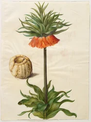Fritillaria imperialis fra albummet Gottorf Codex, ca. 1650 (gouache på pergament)