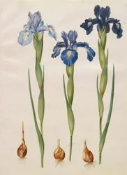 Iris xiphiodes fra albummet Gottorfer Codex, c.1650 (gouache på pergament)