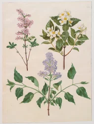 Syringa persica, philadelphus coronarius og syringa vulgaris fra album Gottorfer Codex, ca.1650 (gouache på pergament)