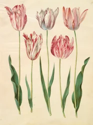 Tulipa gesneriana fra albummet Gottorfer Codex, ca. 1650 (gouache på pergament)