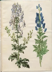 Broget Aconite (broget stormhat); Aconite napellus (ægte stormhat)
