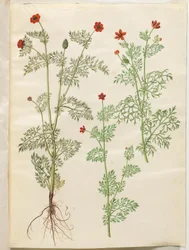 Adonis årlig (høst-adonis); Adonis sommer (sommer-adonis)